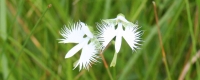 さぎ草ワイド４.jpg