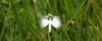 さぎ草ワイド３.jpg