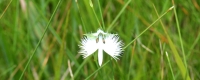 さぎ草ワイド２.jpg