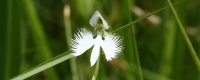 さぎ草ワイド５.jpg