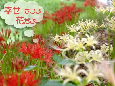 幸せを運ぶ花.jpg