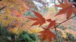 DSC02036.JPG
